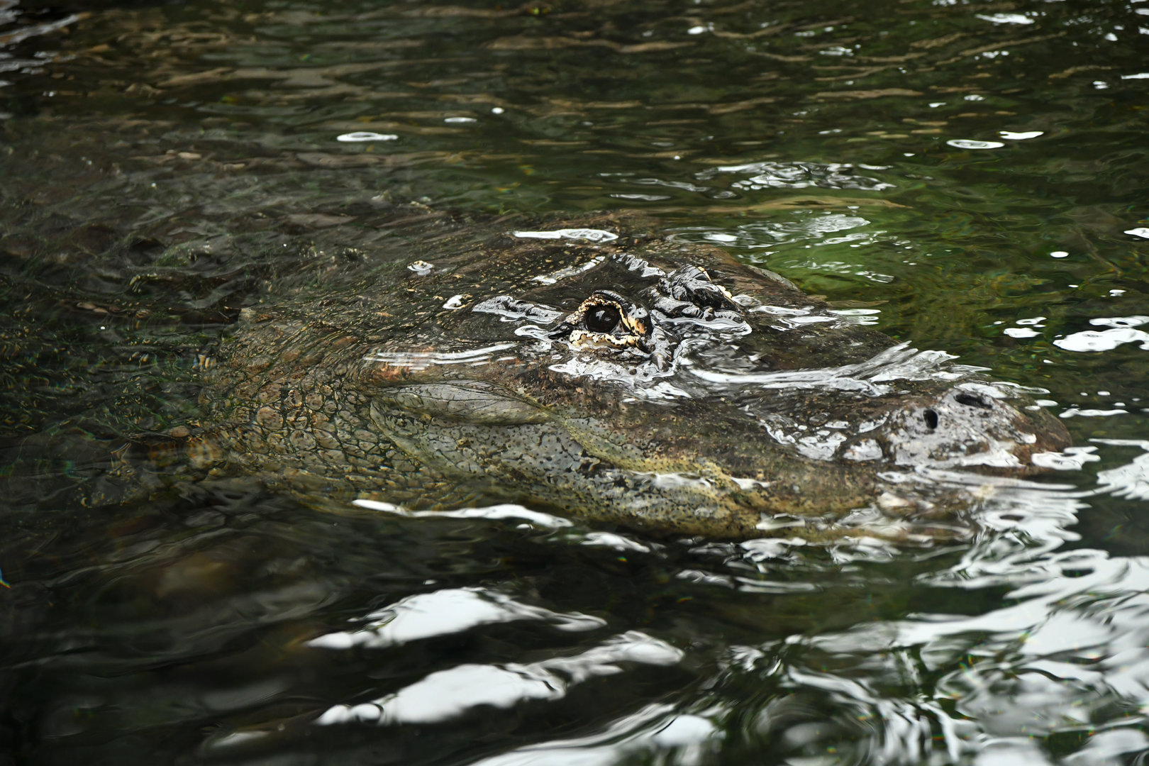 American Alligator (Alligator mississippiensis)