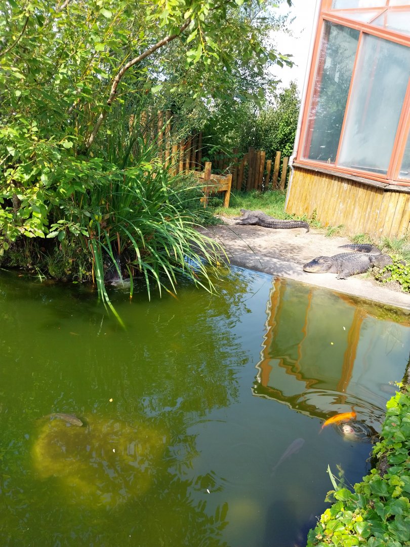 American alligator (Alligator mississippiensis)