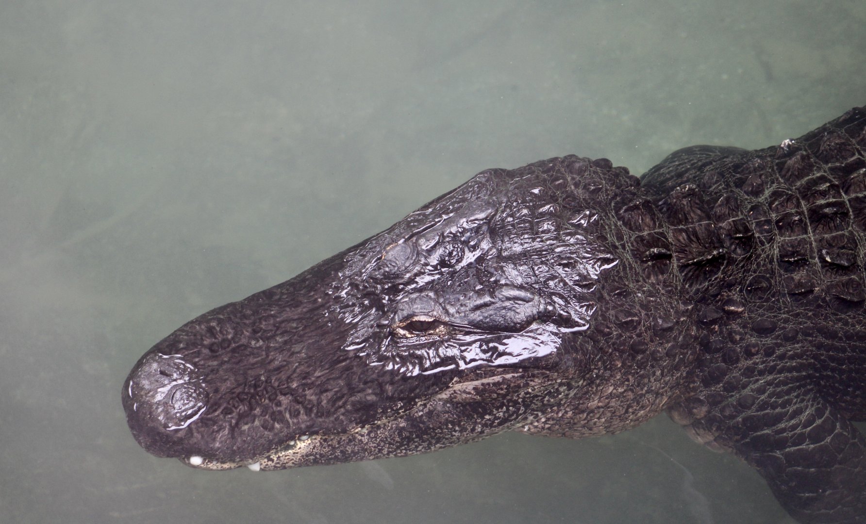 American Alligator (Alligator mississippiensis)