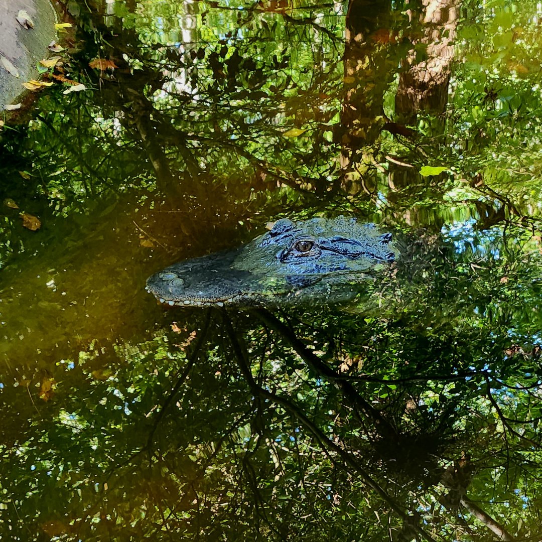 American Alligator (Alligator mississippiensis)