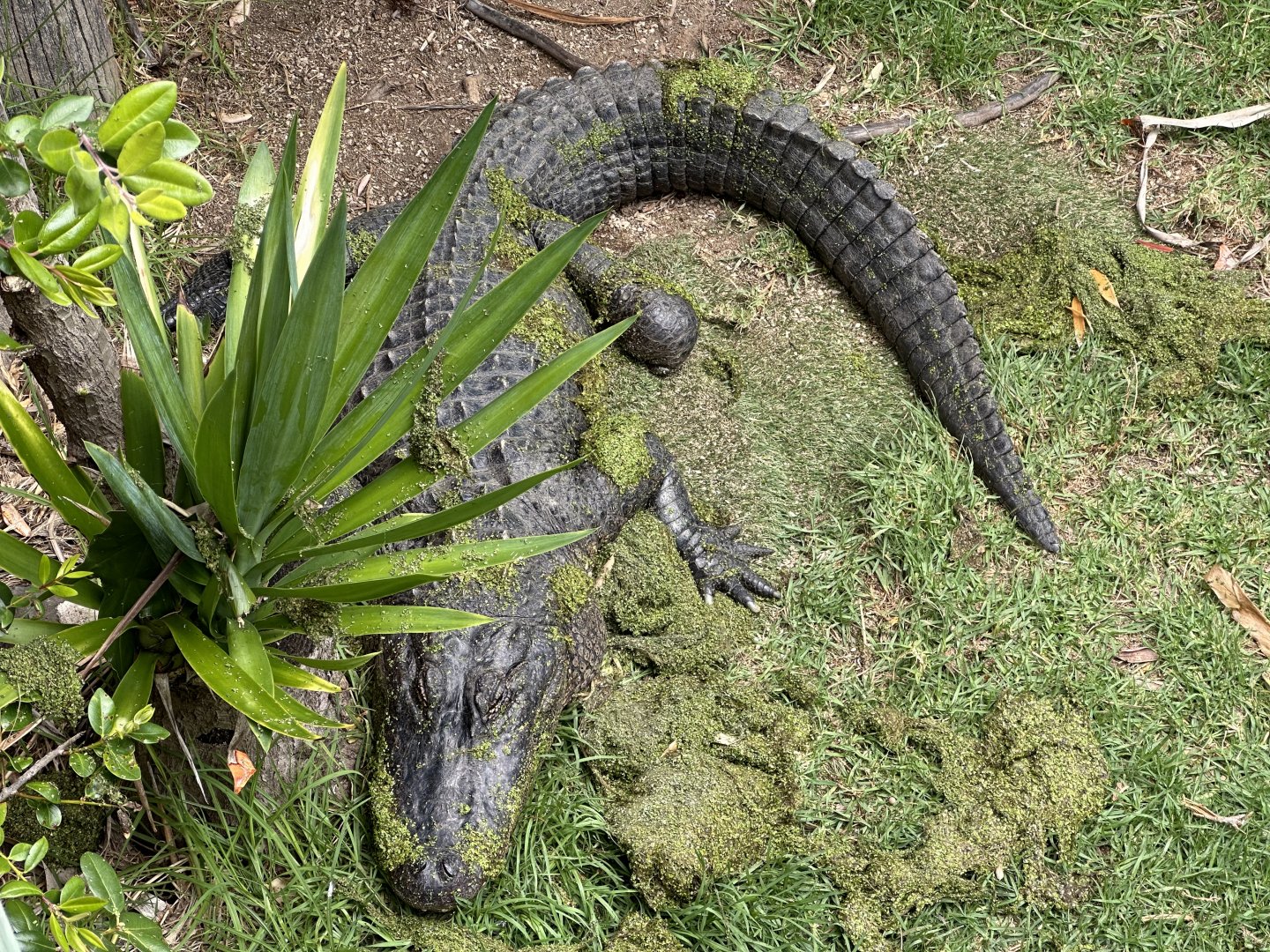 American alligator (Alligator mississippiensis)