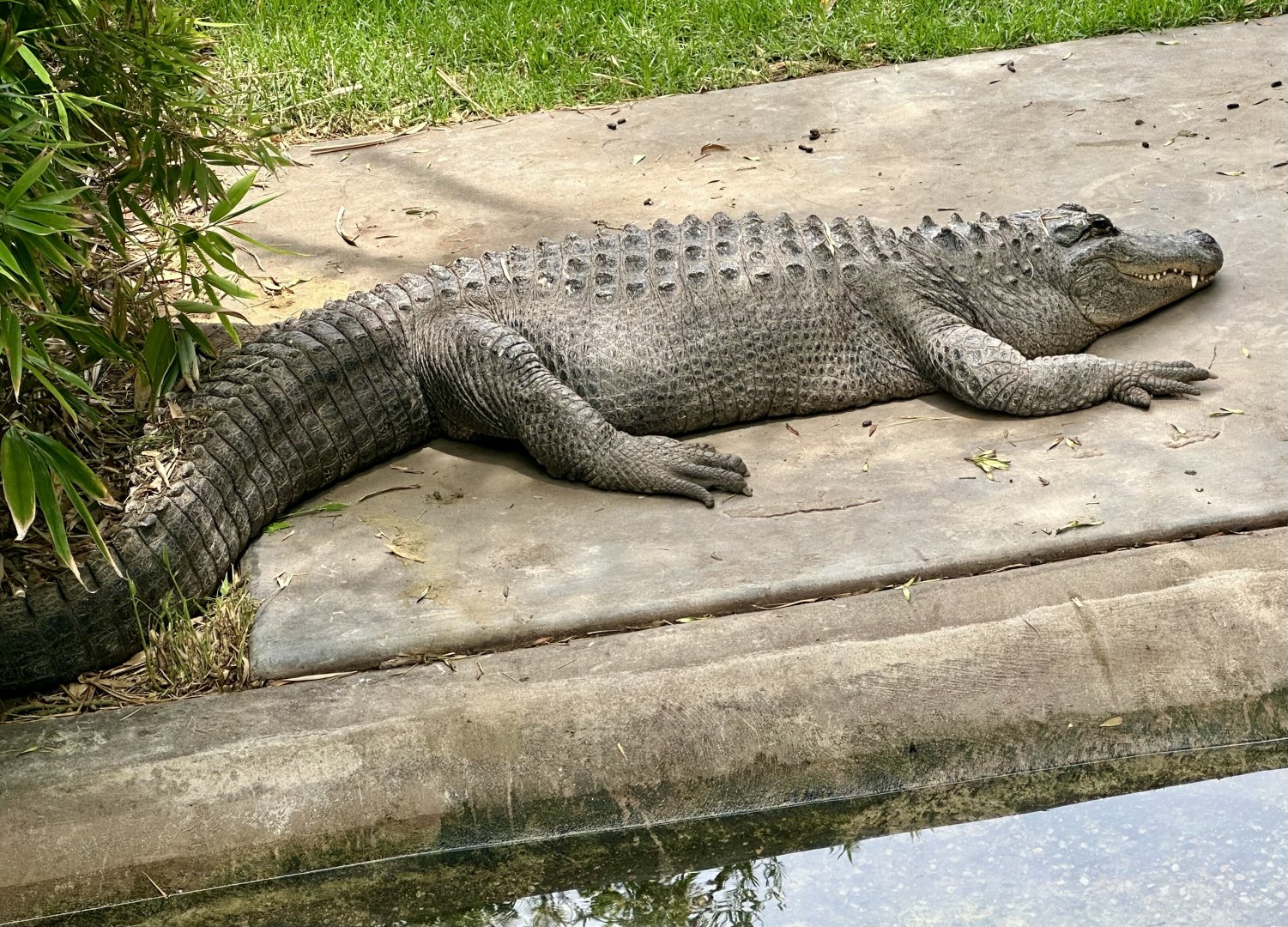 American alligator (Alligator mississippiensis)