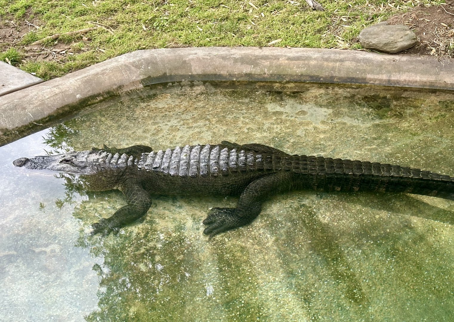 American alligator (Alligator mississippiensis)