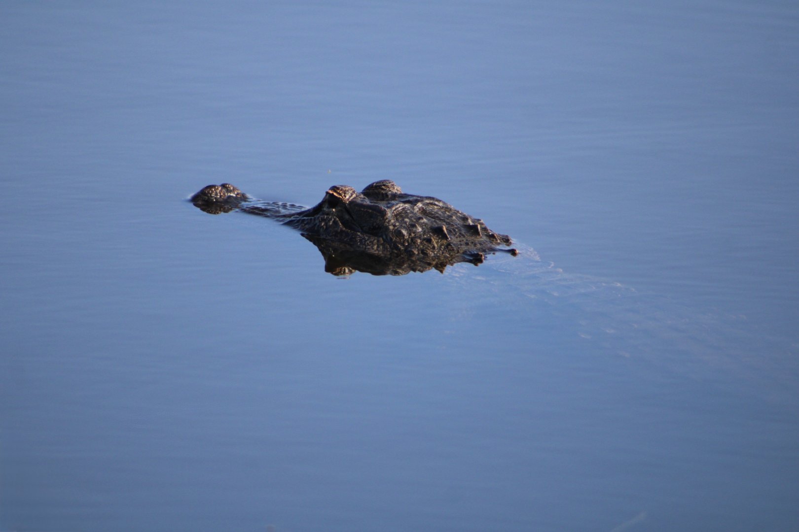 American Alligator (Alligator mississippiensis)