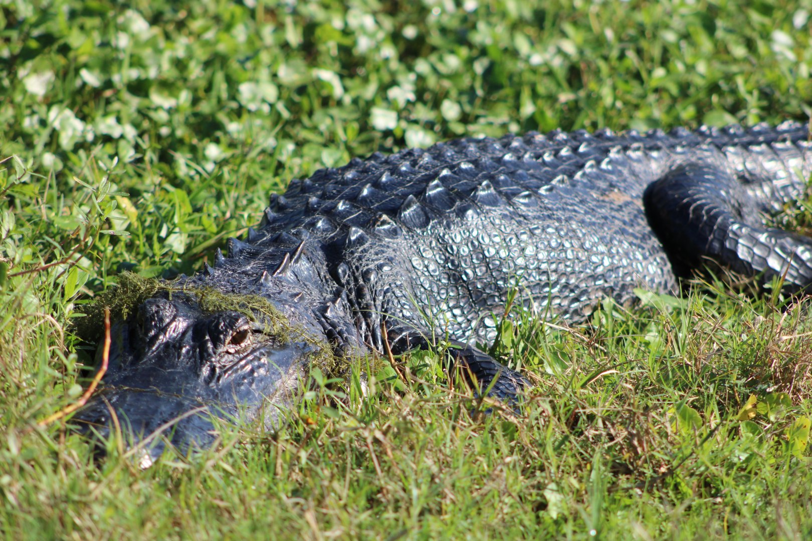 American Alligator (Alligator mississippiensis)