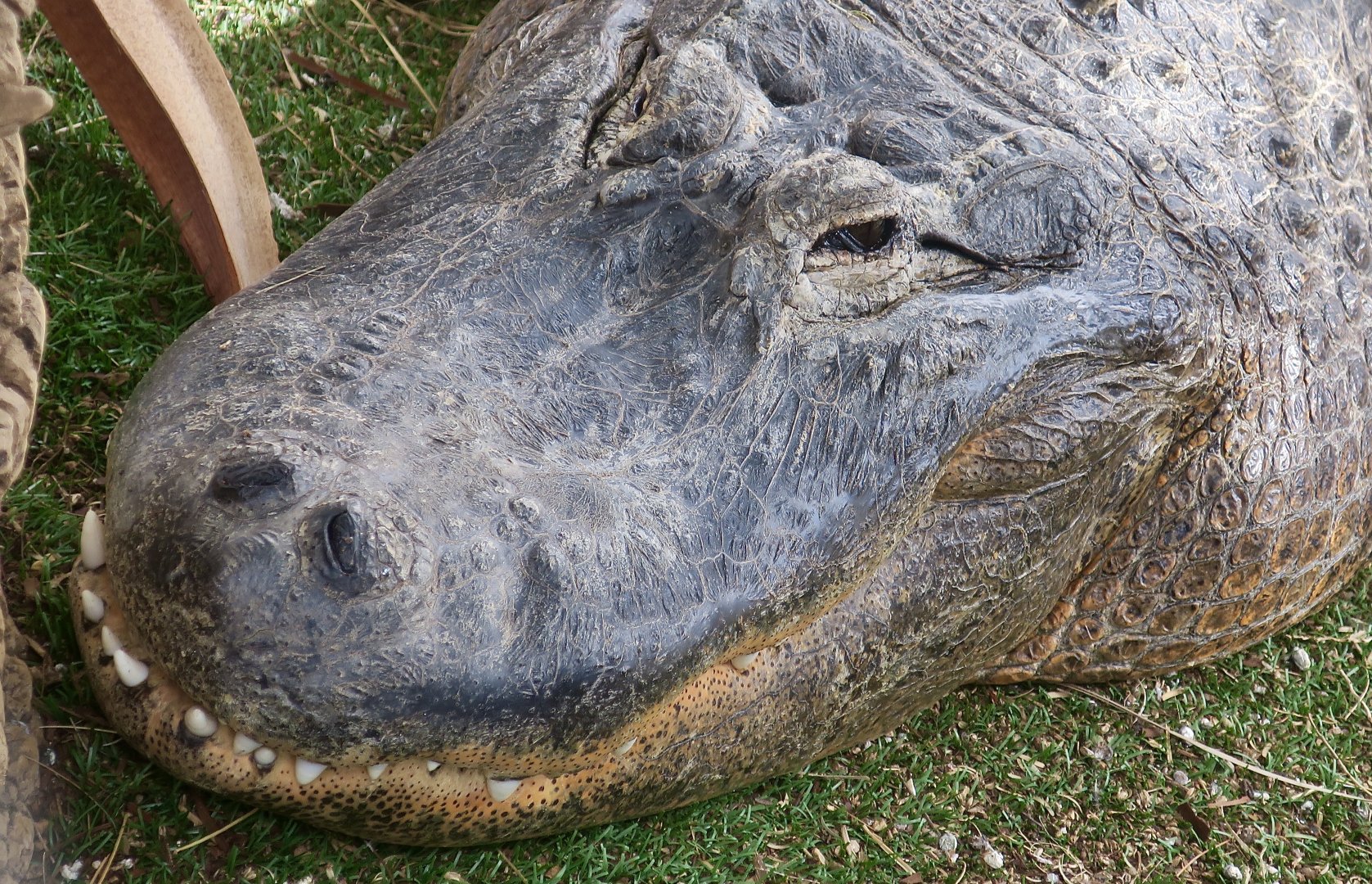 American Alligator (Alligator mississippiensis)