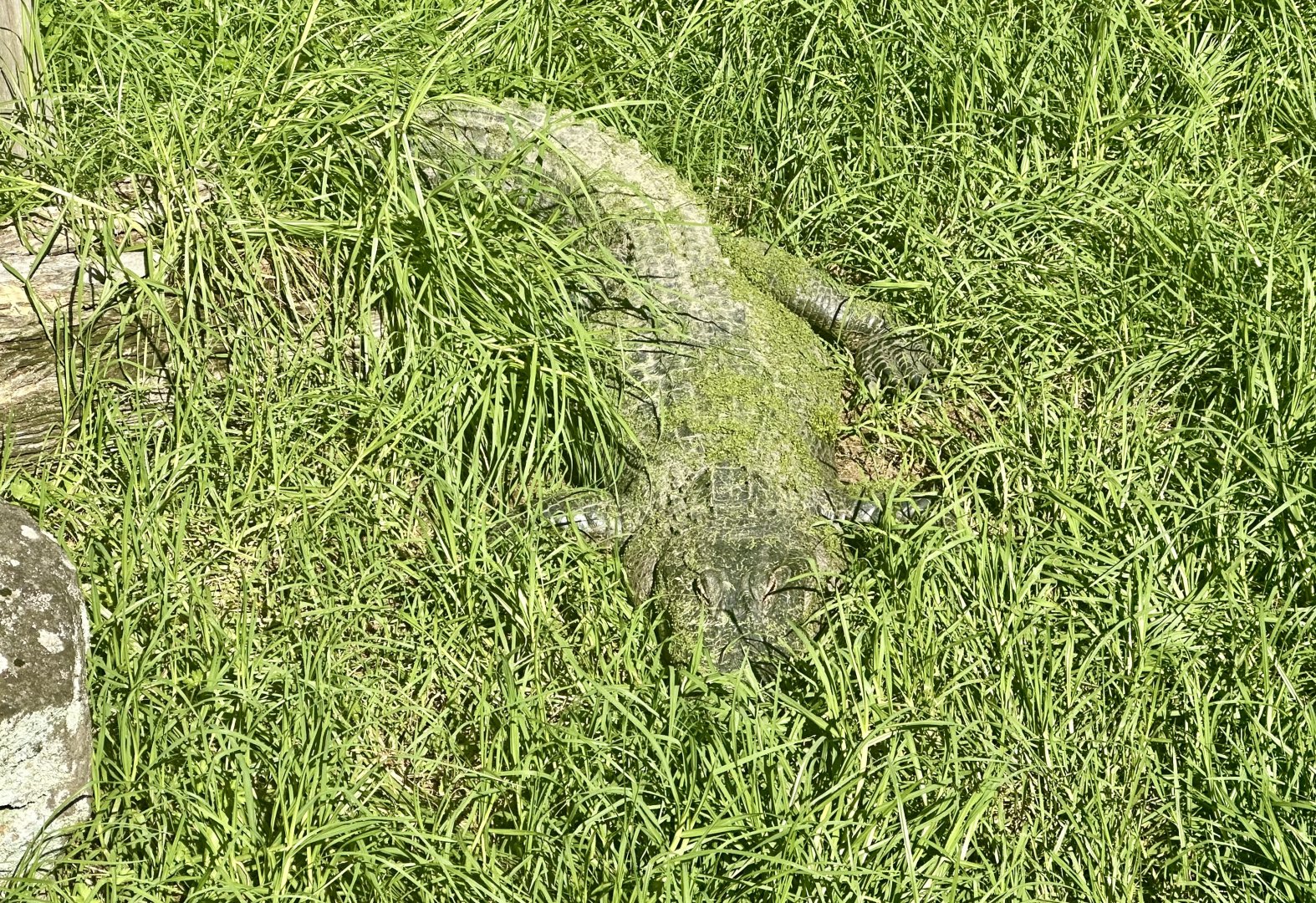 American alligator (Alligator mississippiensis)