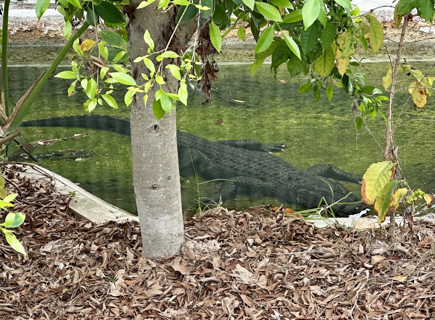 American alligator (Alligator mississippiensis)