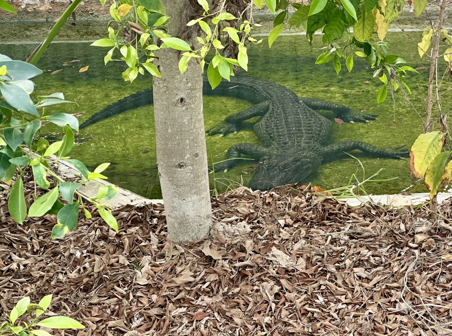 American alligator (Alligator mississippiensis)