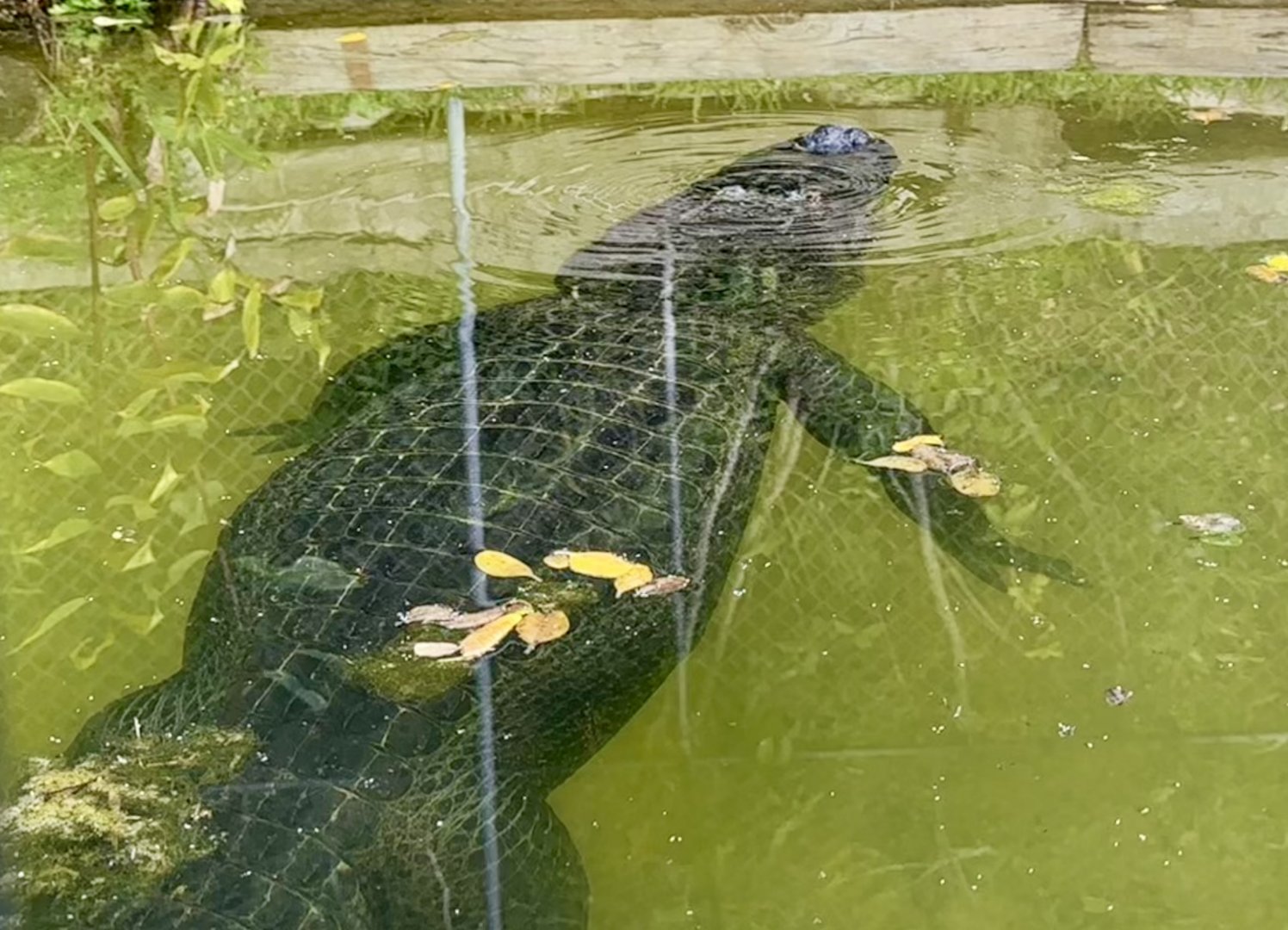 American alligator (Alligator mississippiensis)