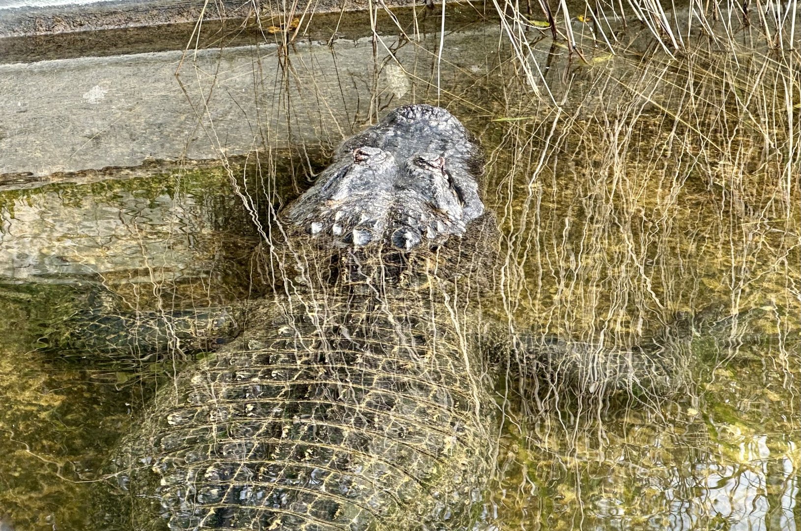 American alligator (Alligator mississippiensis)