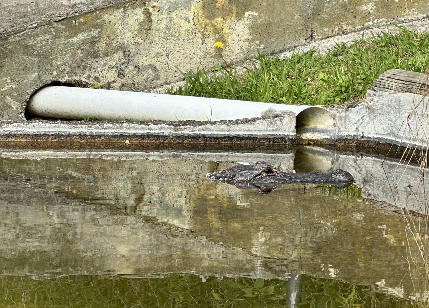 American alligator (Alligator mississippiensis)