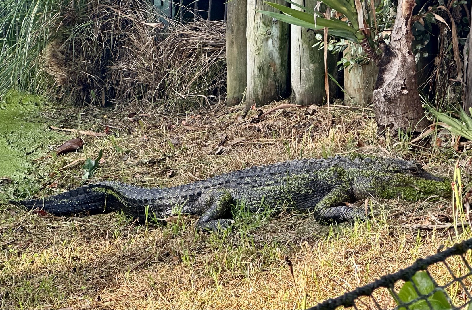 American alligator (Alligator mississippiensis)