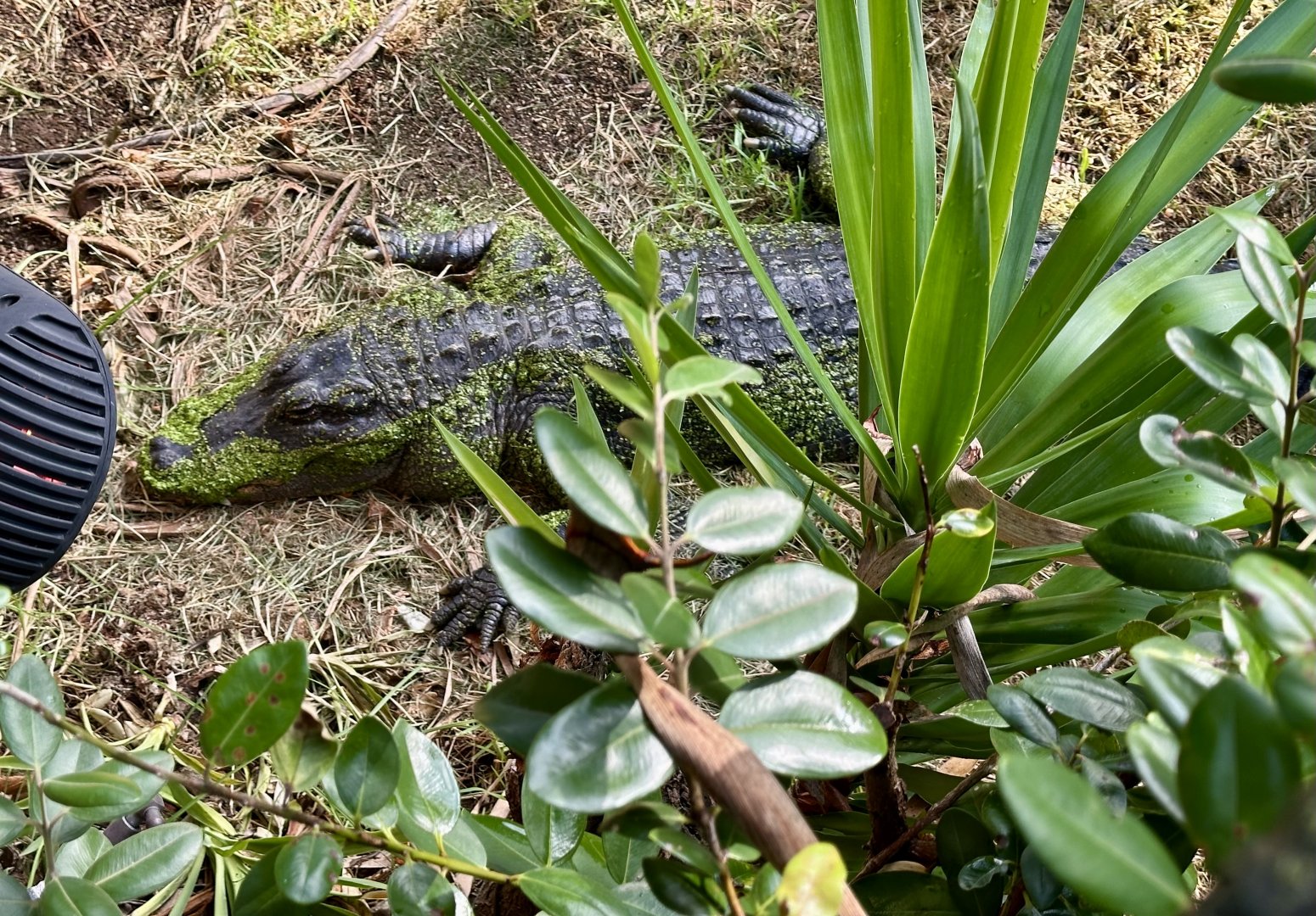American alligator (Alligator mississippiensis)