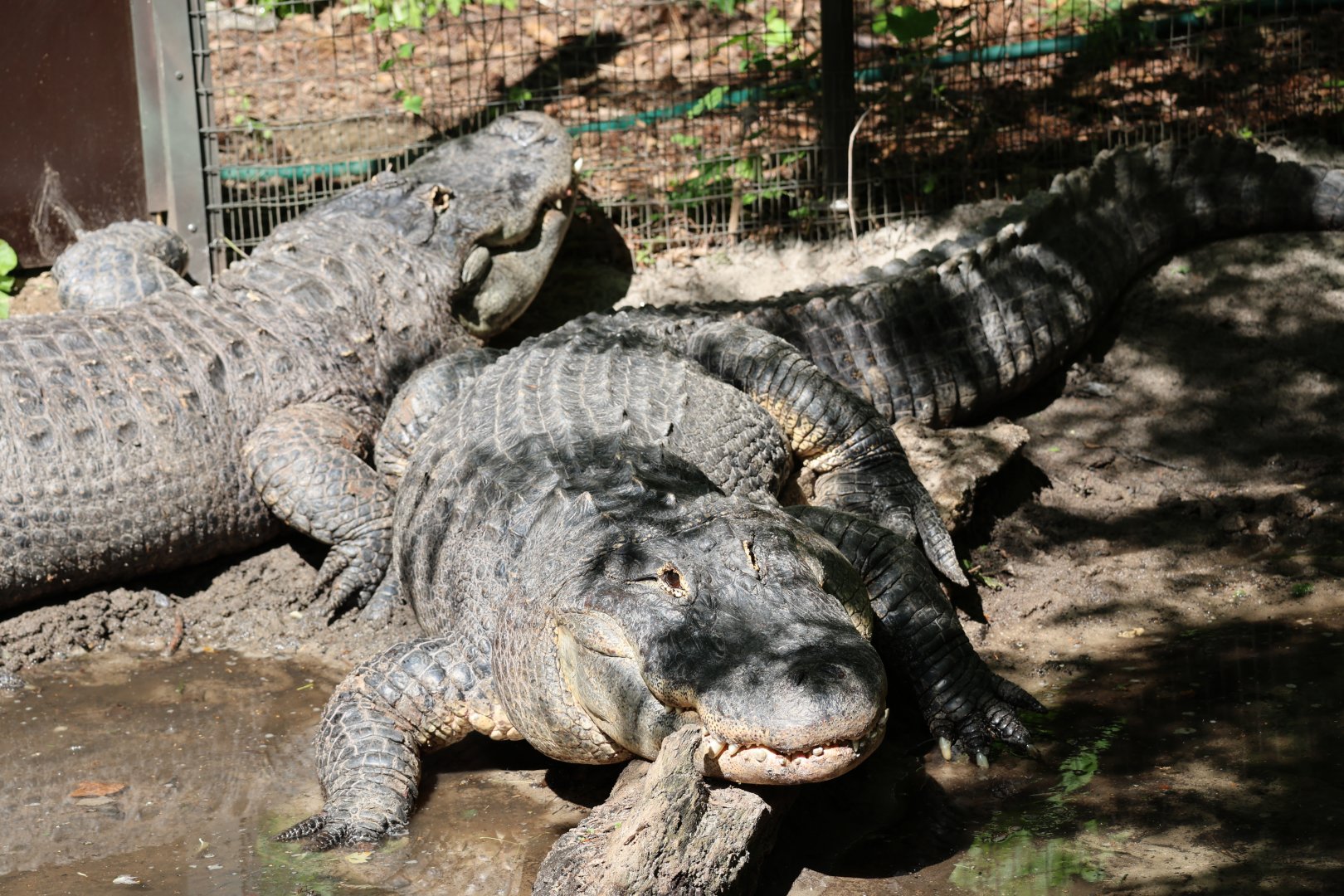 American alligator (Alligator mississippiensis)