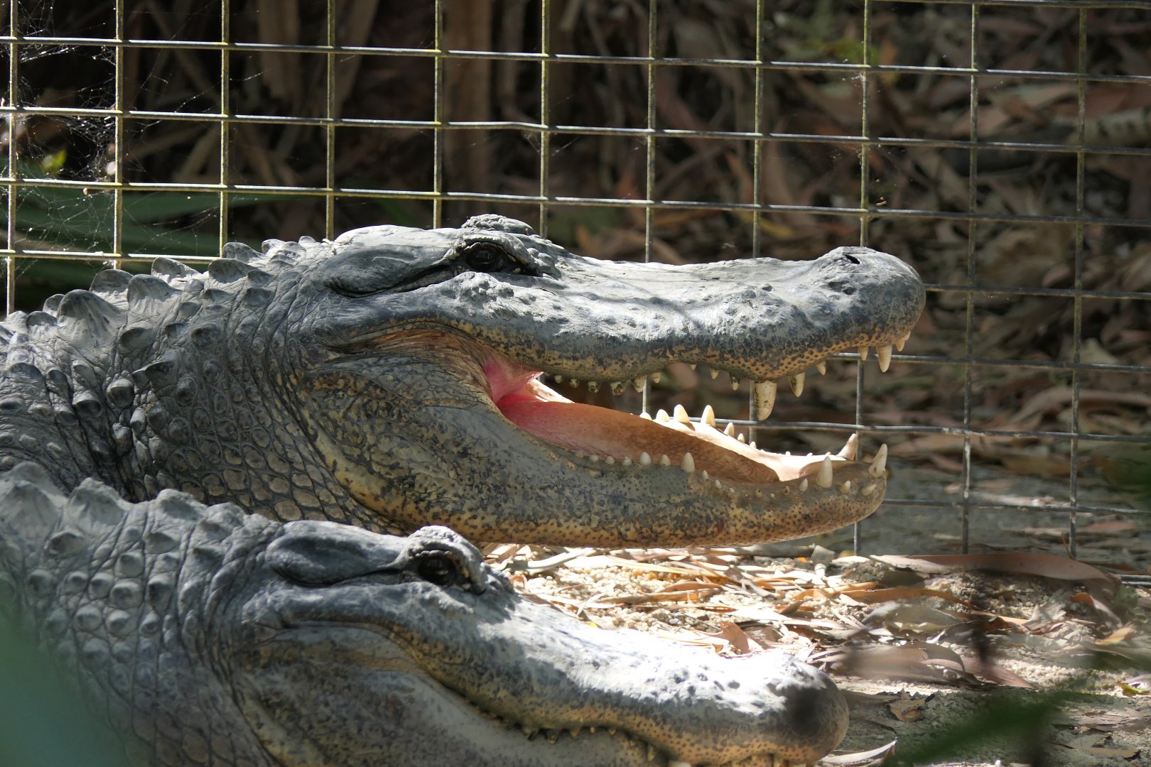 American Alligator (Alligator mississippiensis)