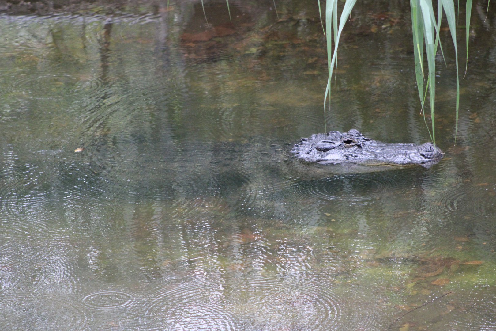 American Alligator (Alligator mississippiensis)