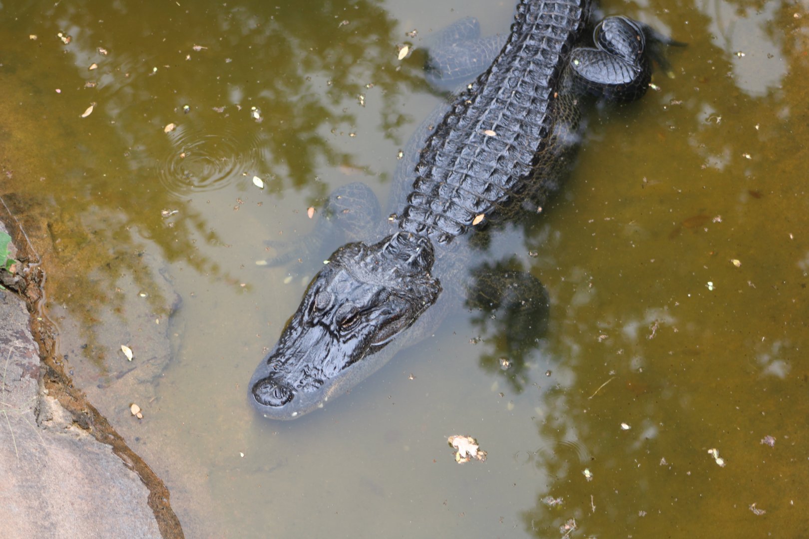 American Alligator (Alligator mississippiensis)
