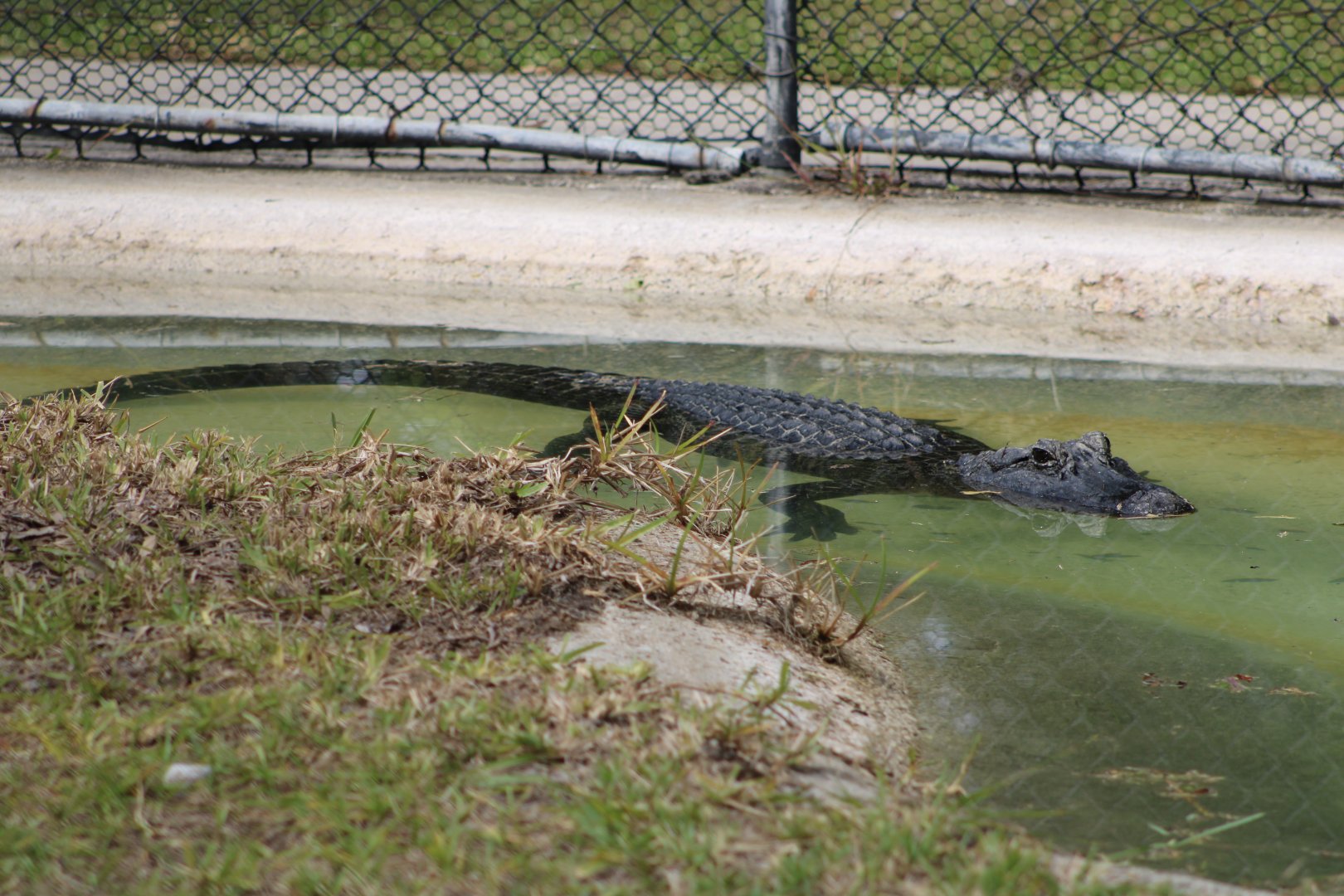 American Alligator (Alligator mississippiensis)