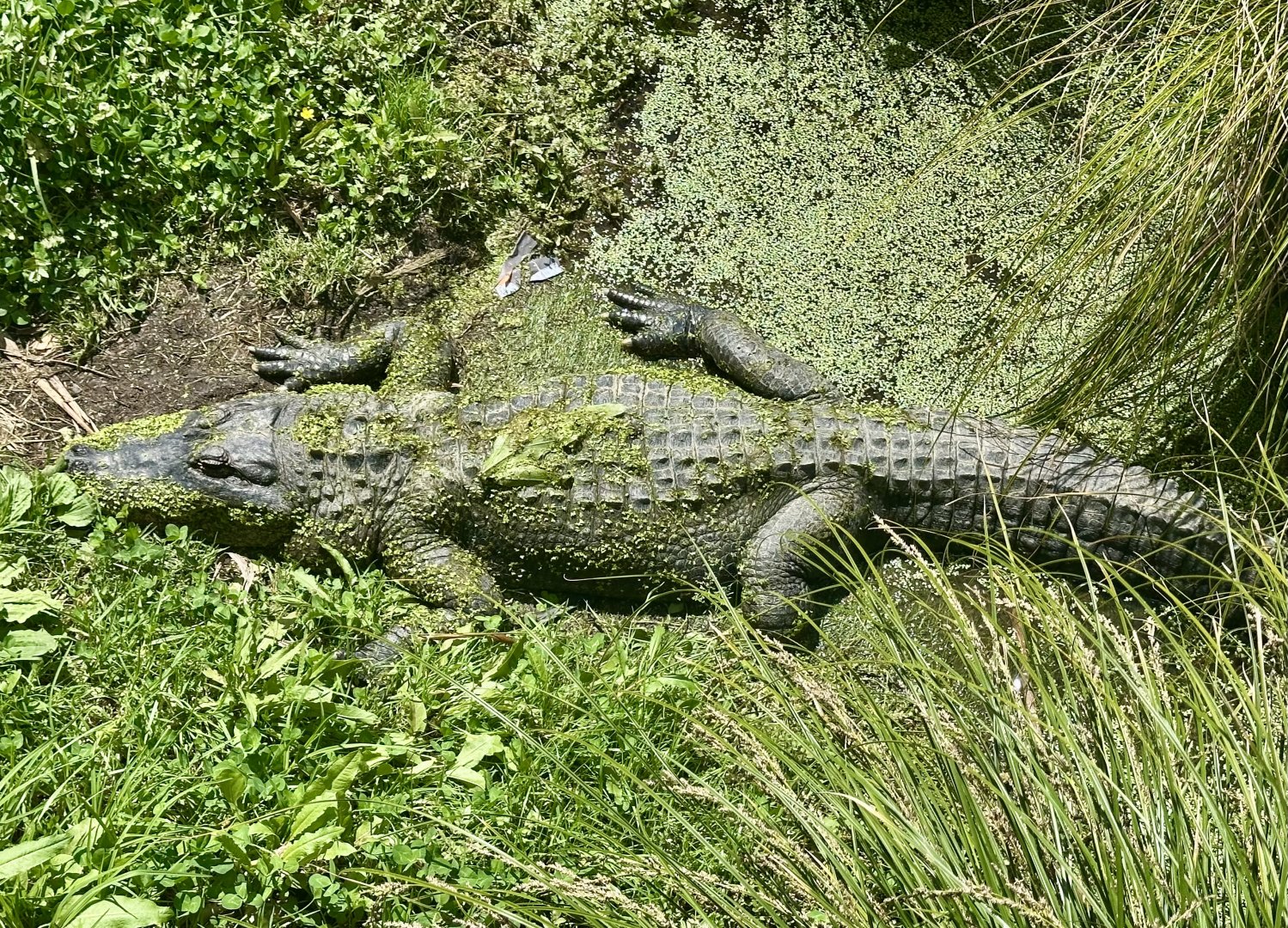 American alligator (Alligator mississippiensis)
