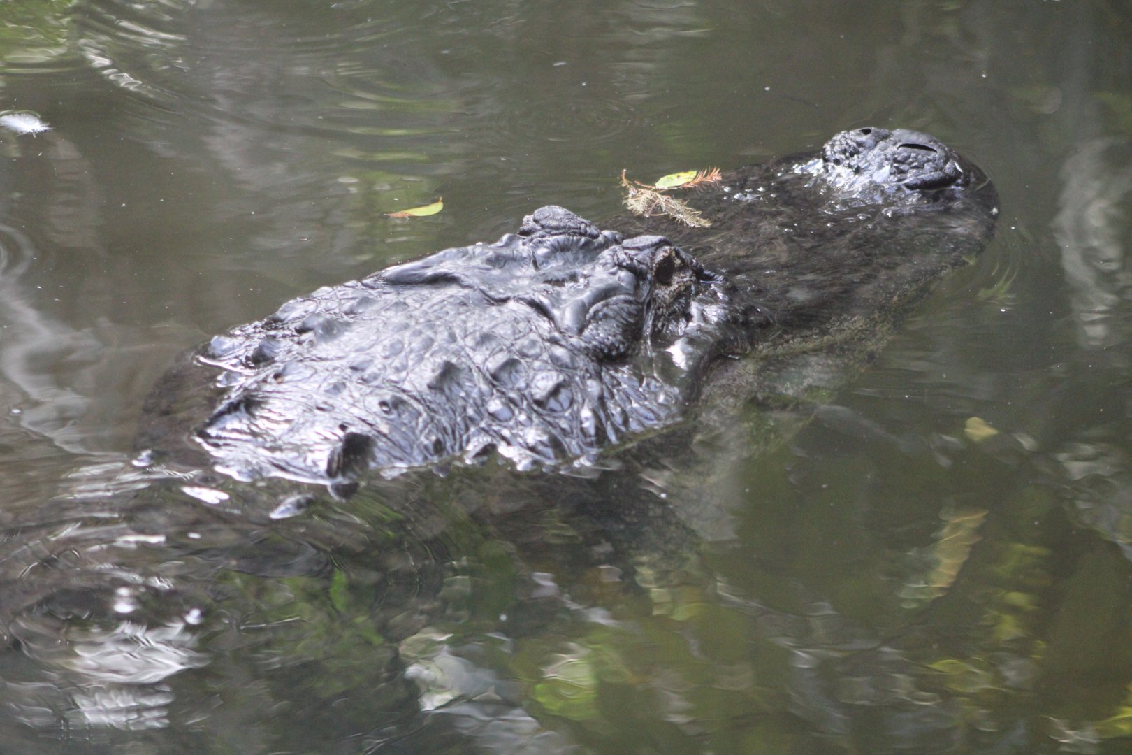 American Alligator (Alligator mississippiensis)