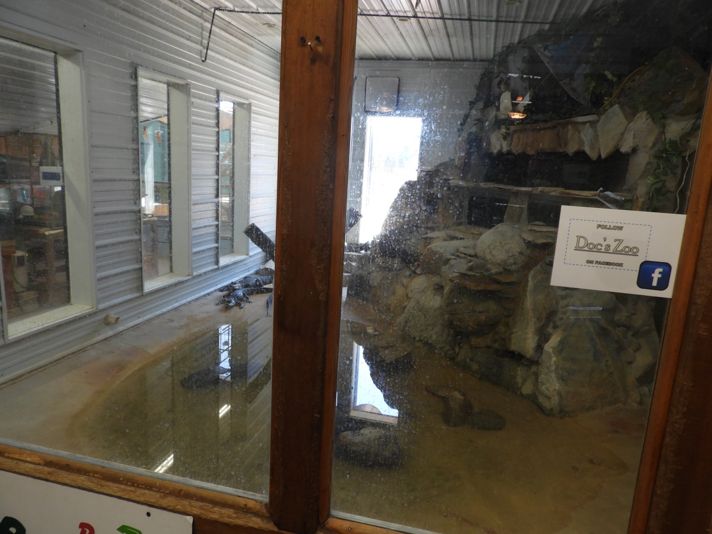 American Alligator/Alligator Snapping Turtle exhibit - Motorcycle Shop - Doc's Harley-Davidson