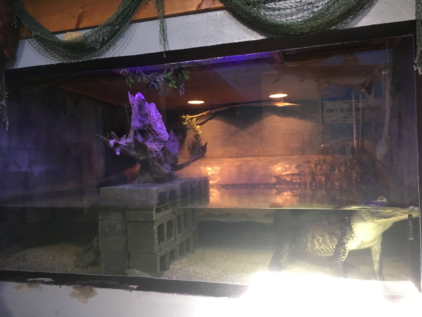American Alligator/Alligator Snapping Turtle Tank