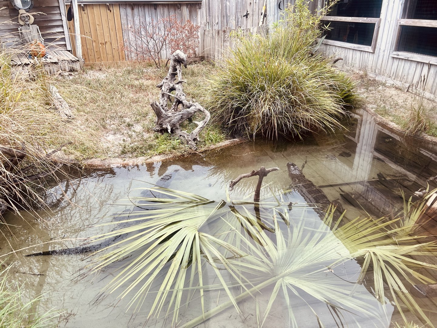 American Alligator, American Crocodile, Alligator Snapping Turtle