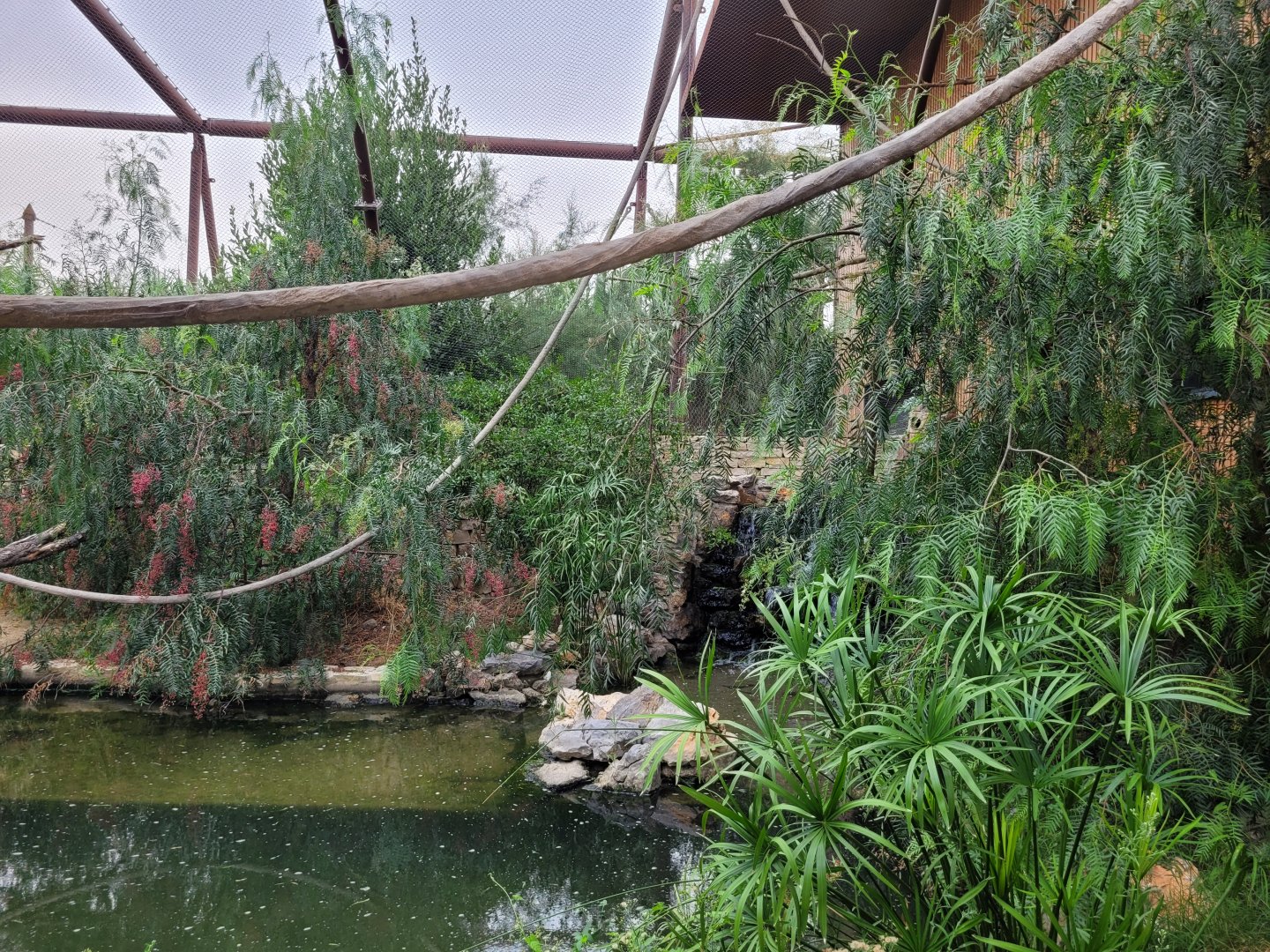 American alligator and African bird aviary -Réserve Africaine de Sigean (2022)