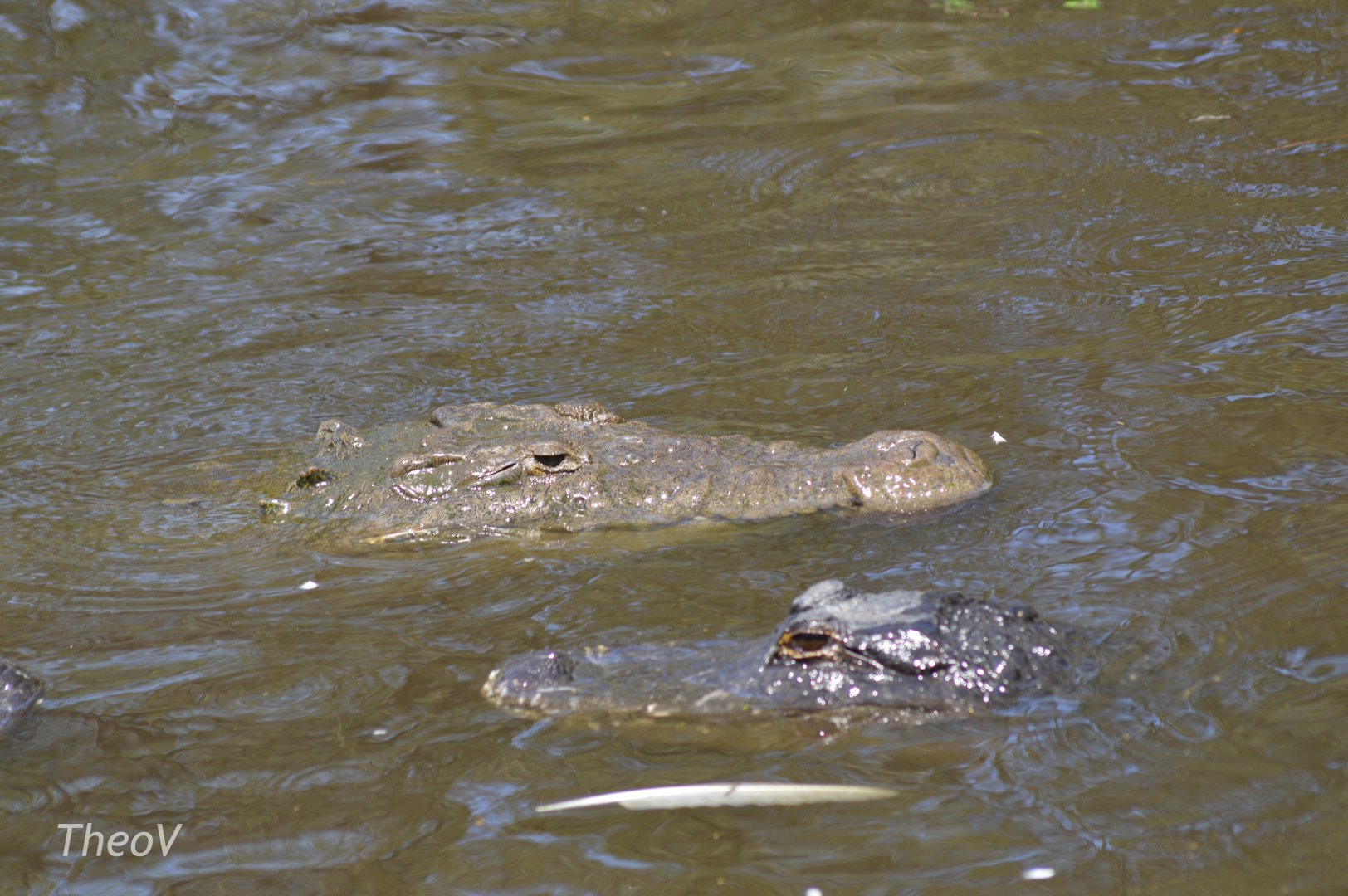 American alligator and American crocodile [2017]