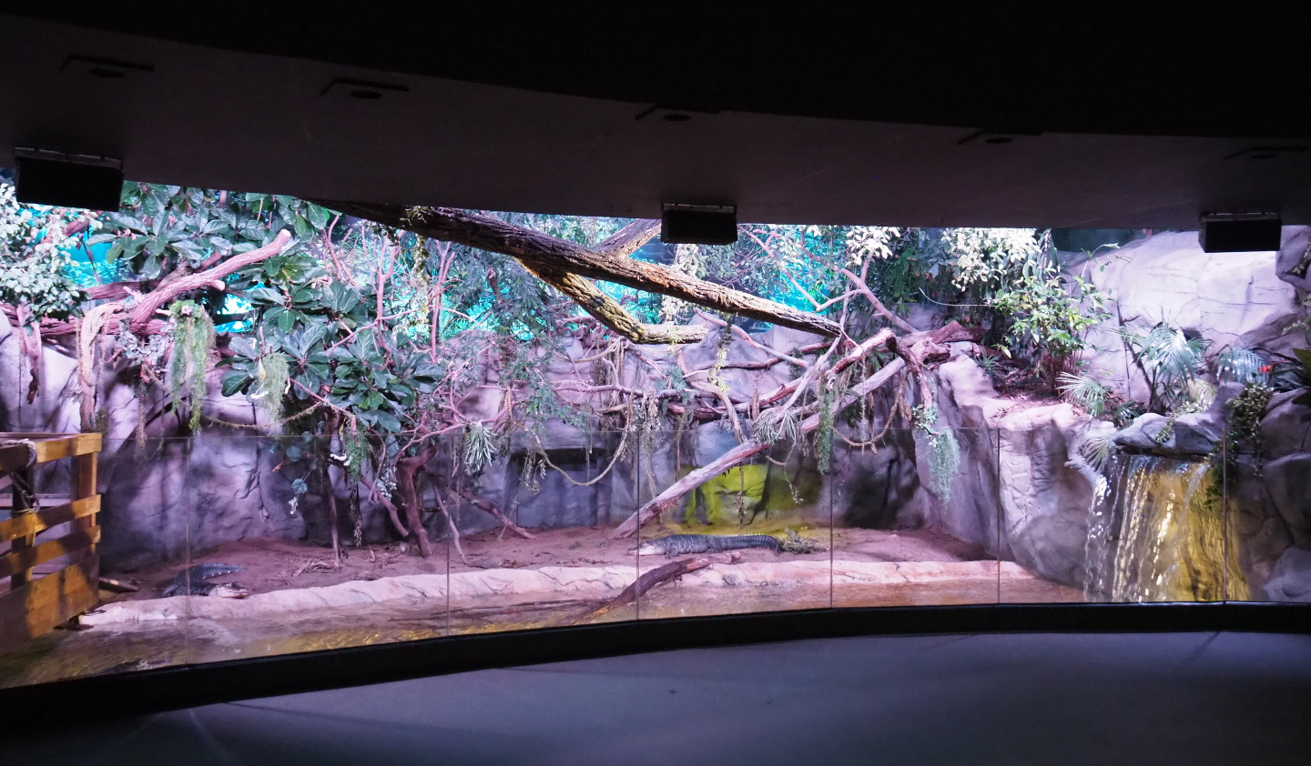 American alligator and Branderhorst's snapping turtle, 2021-07-17