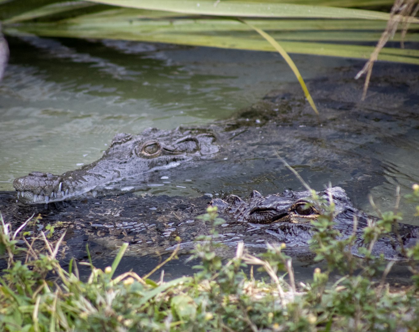 American Alligator and Crocodile