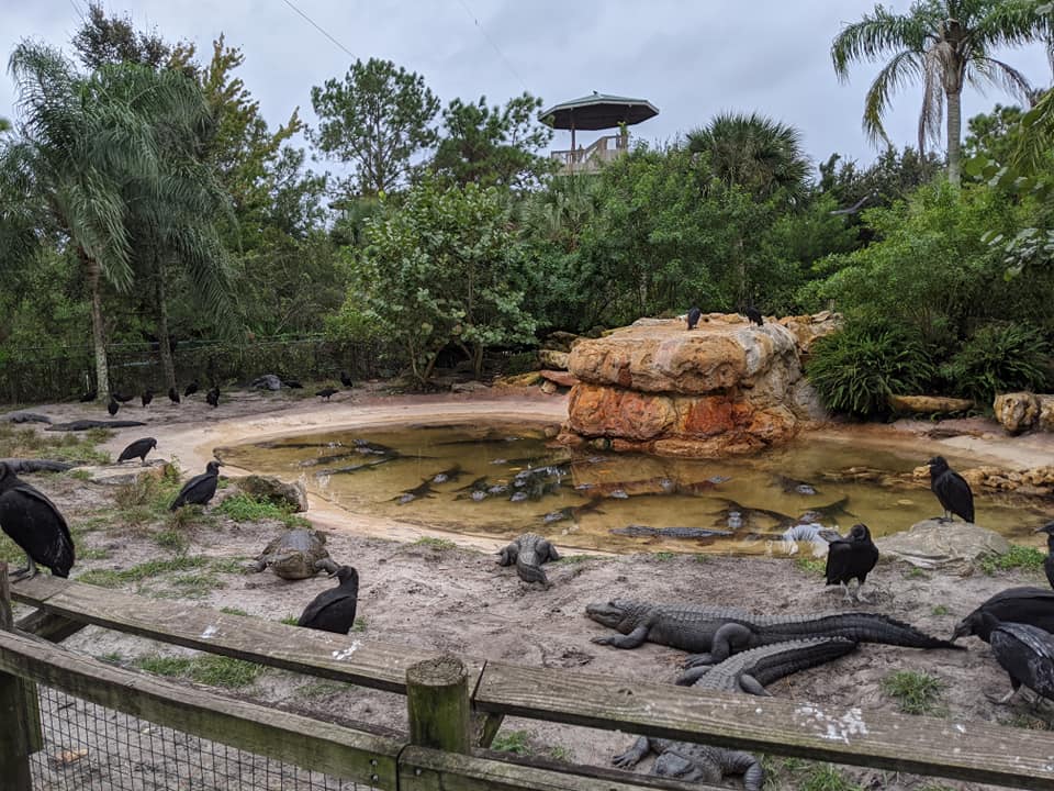 American alligator and Cuban crocodile
