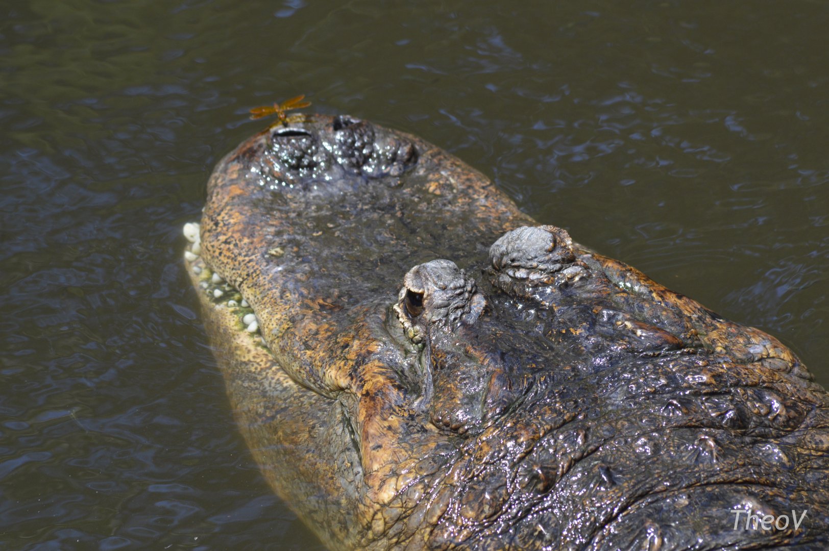 American alligator and dragonfly [2017]