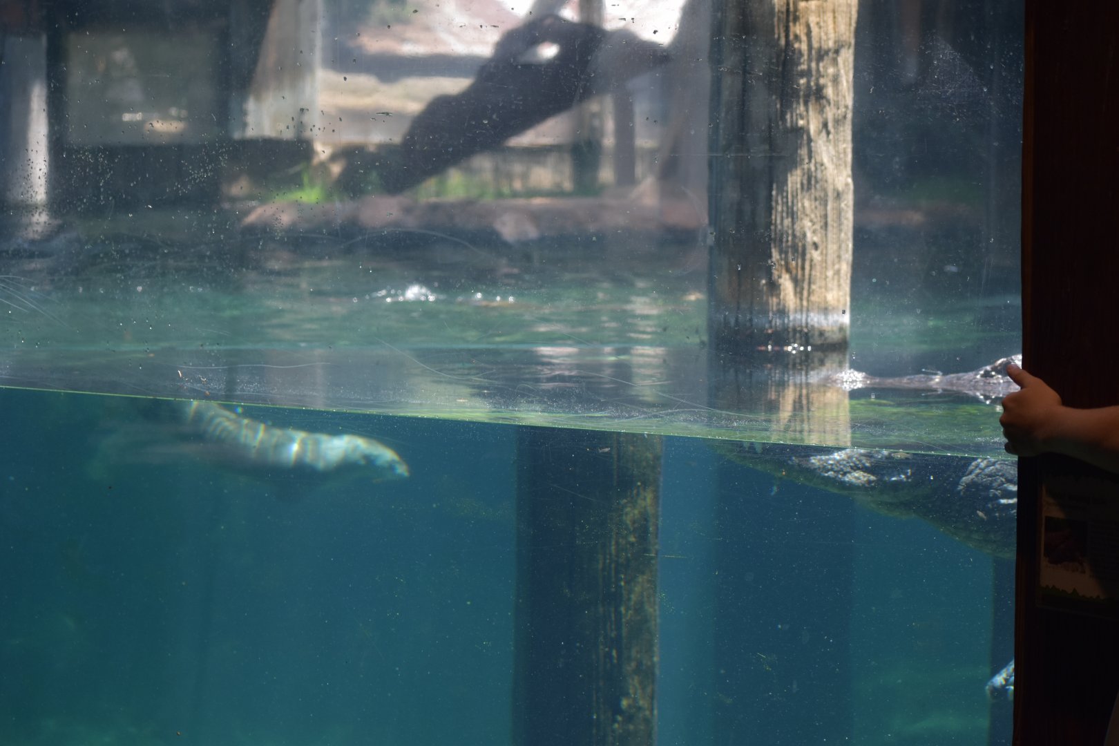 American Alligator and North American River Otter Predator-Prey Viewing