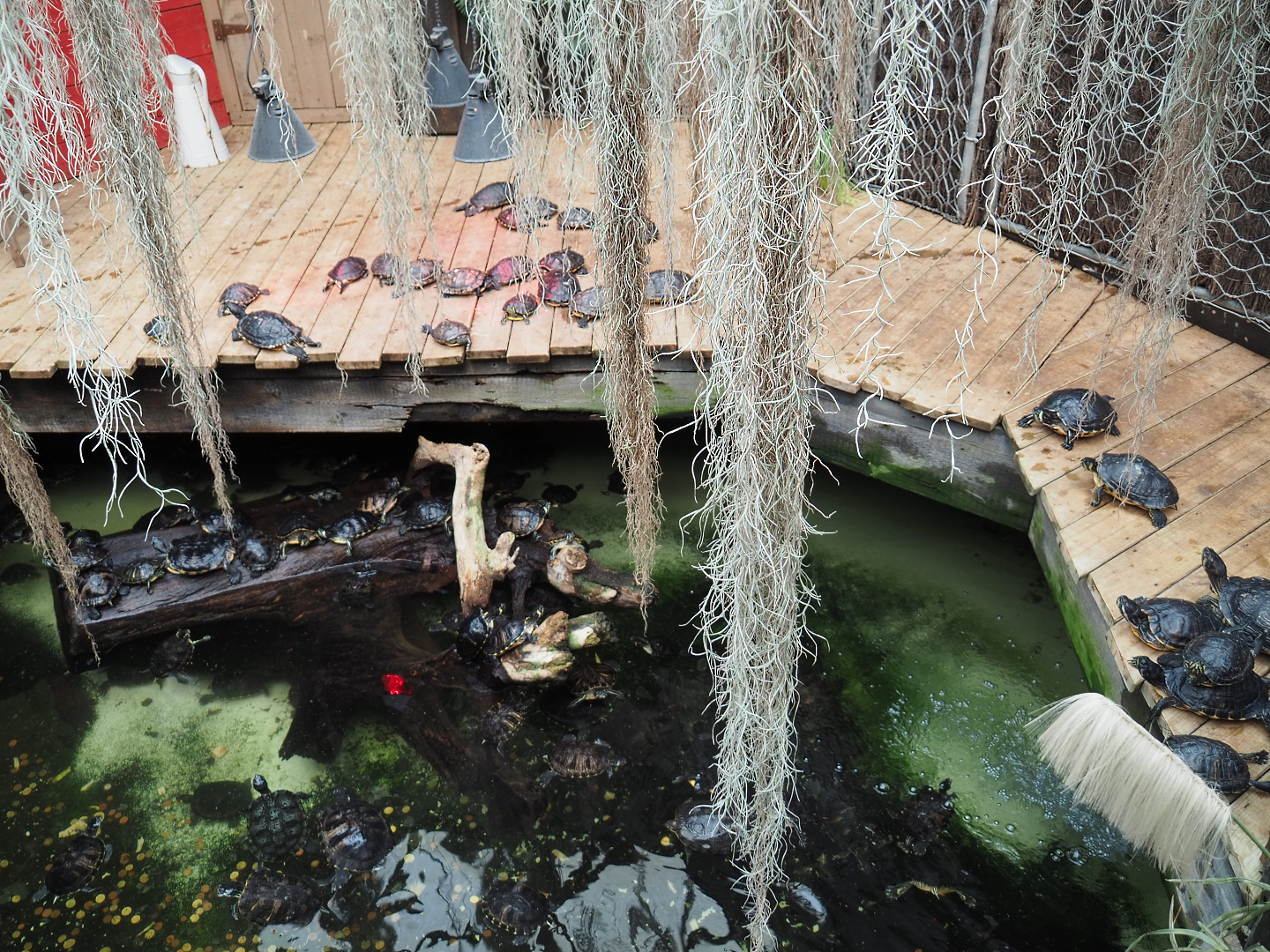 American alligator and pond slider exhibit, 2020-09-02