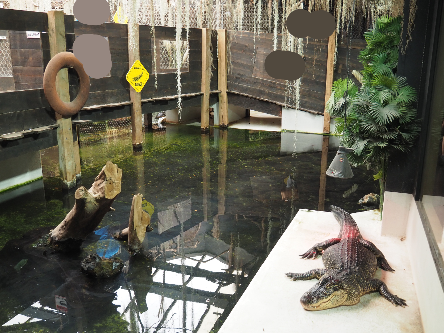 American alligator and Pond slider exhibit, 2020-09-02