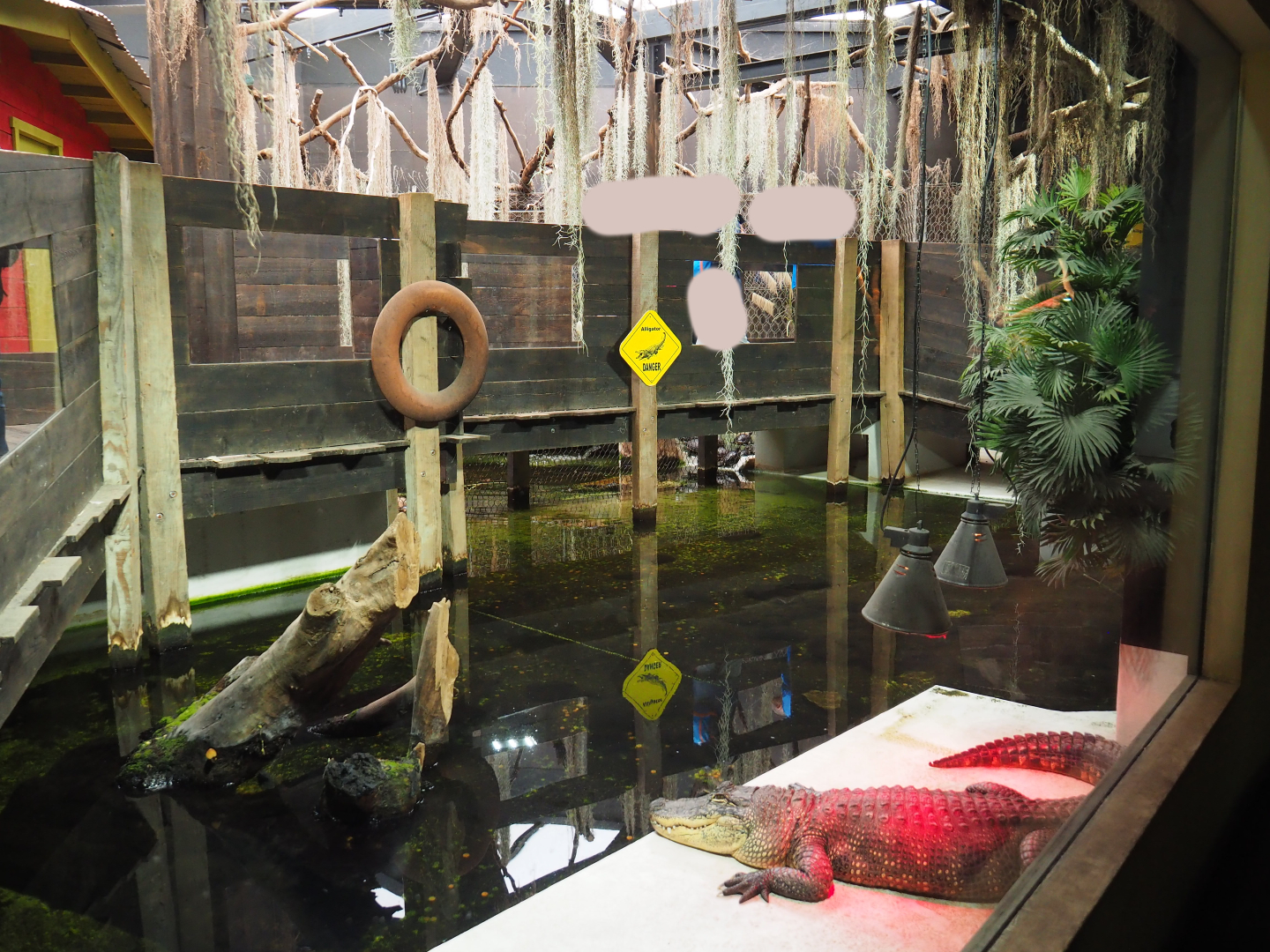 American alligator and slider turtle exhibit, 2019-10-04
