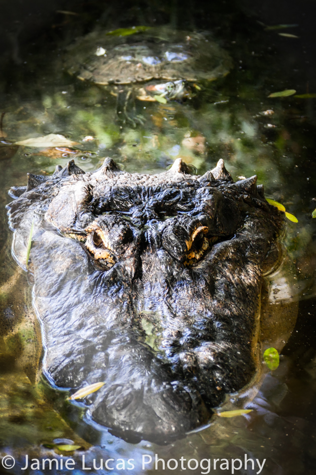 American Alligator and Turtle
