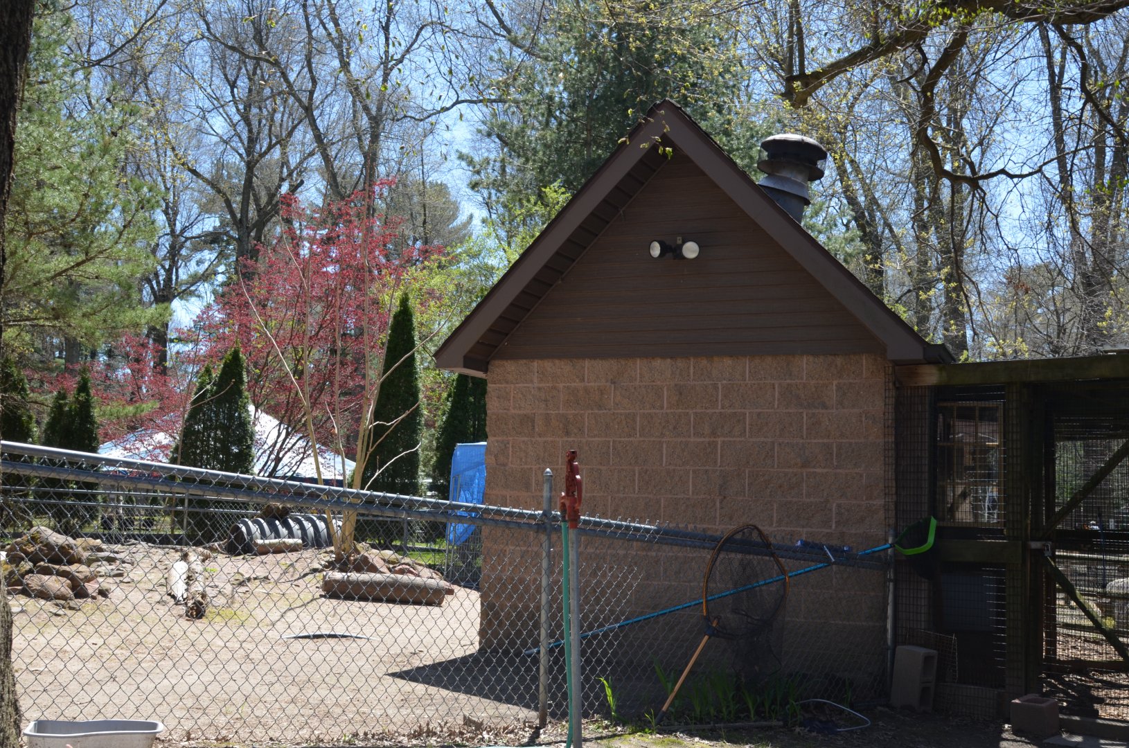 American Alligator Area