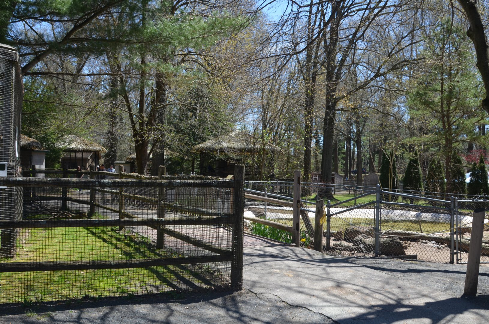 American Alligator Area