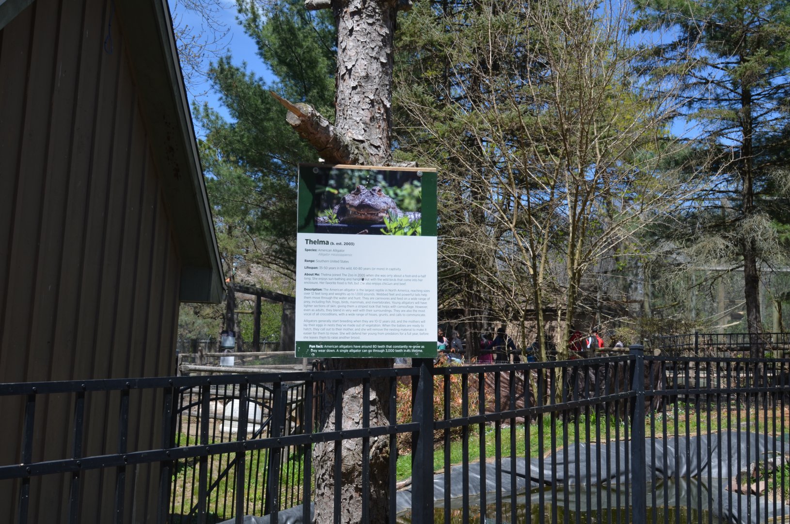 American Alligator Area