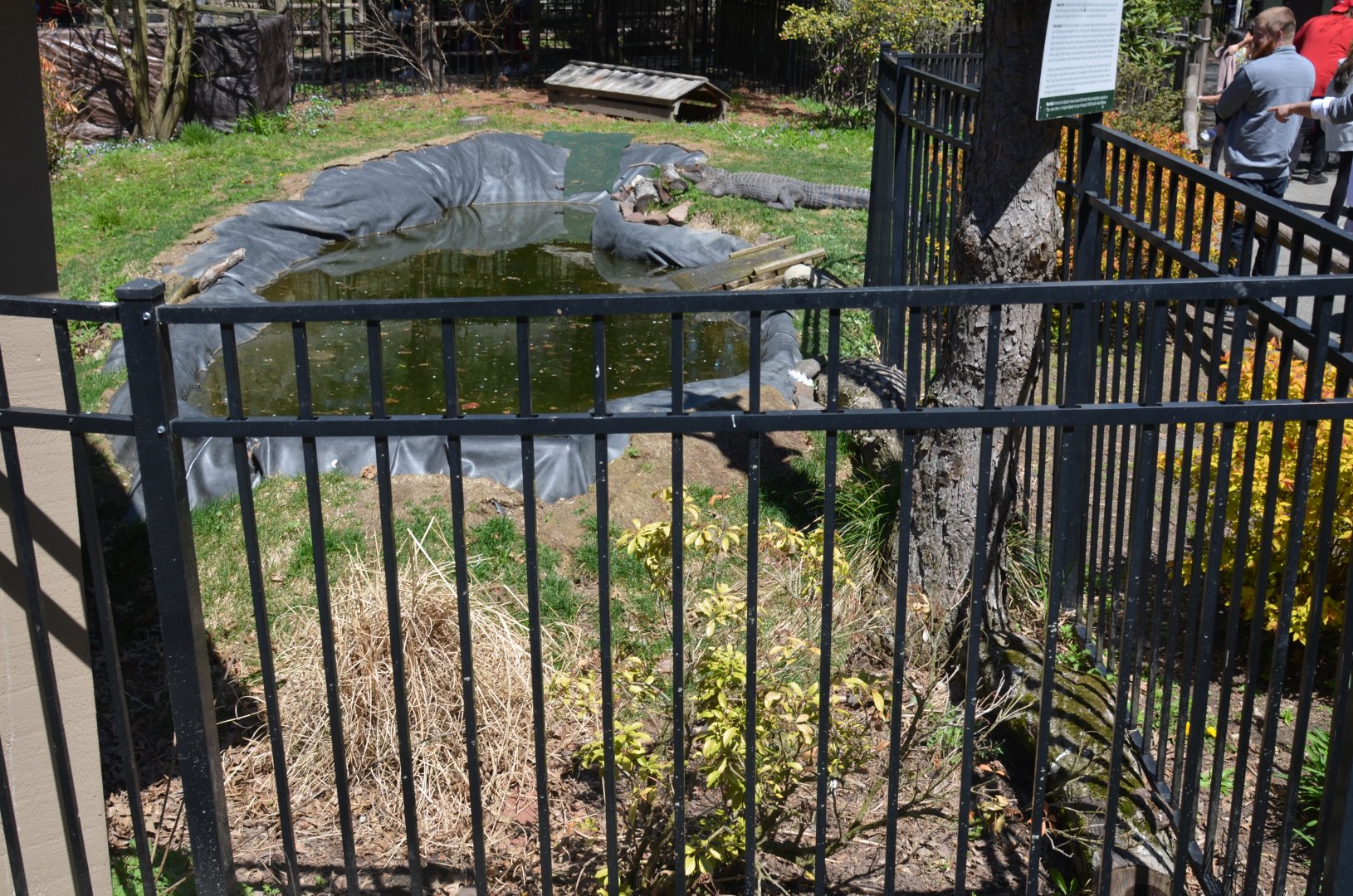 American Alligator Area