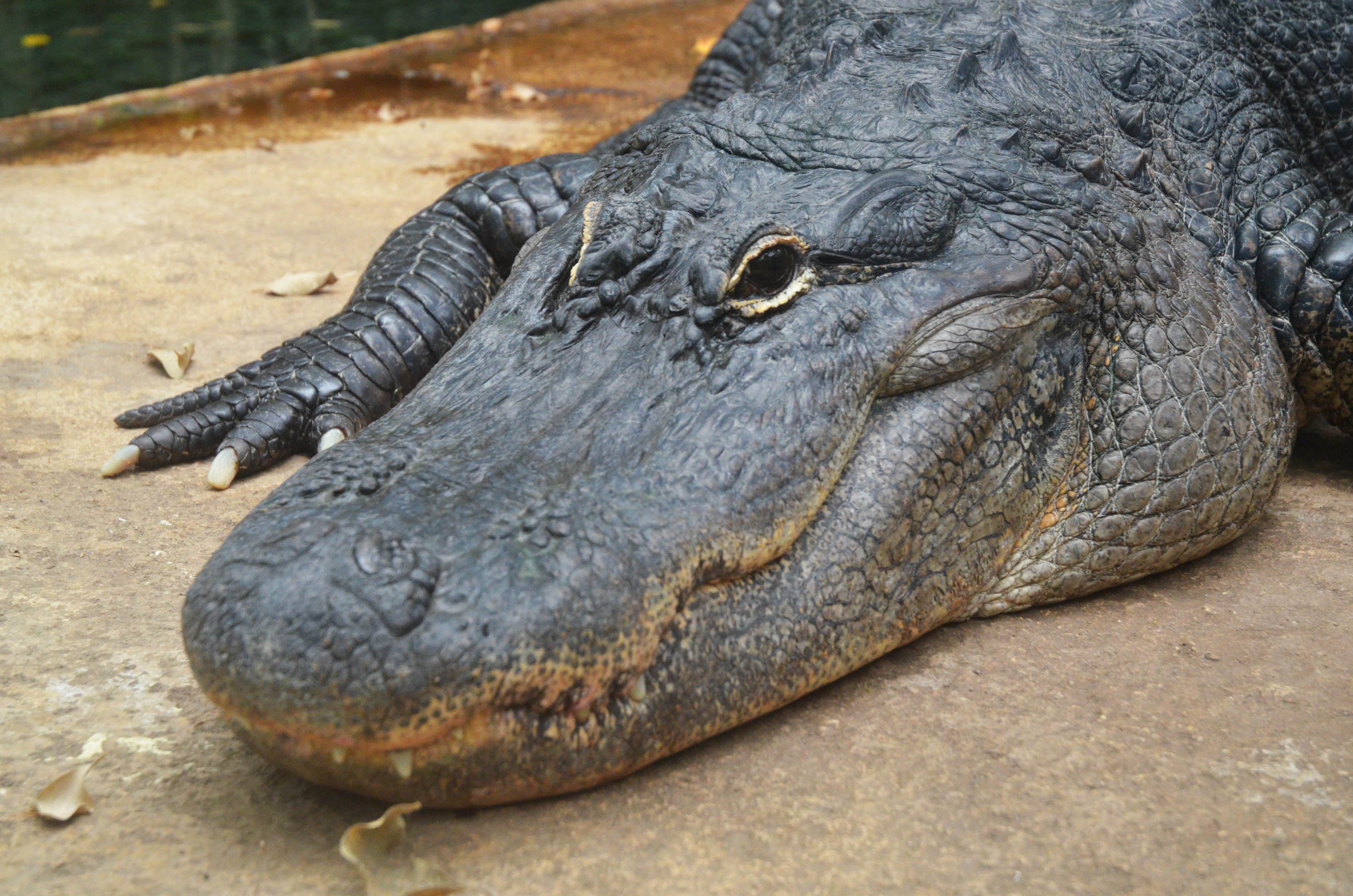 American Alligator at Beauval, 12/06/18