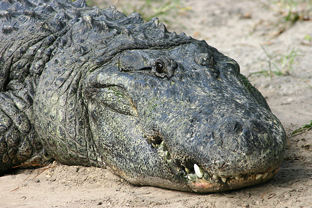 American Alligator at Busch Gardens Tampa Bay 28/10/05