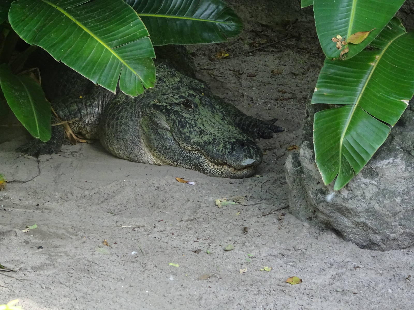 American Alligator at Busch Gardens Tampa