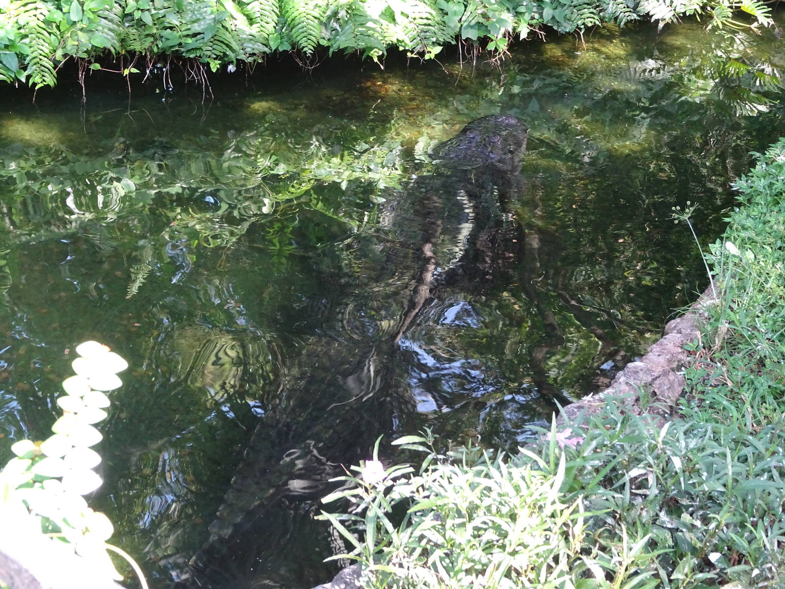 American Alligator at Busch Gardens Tampa