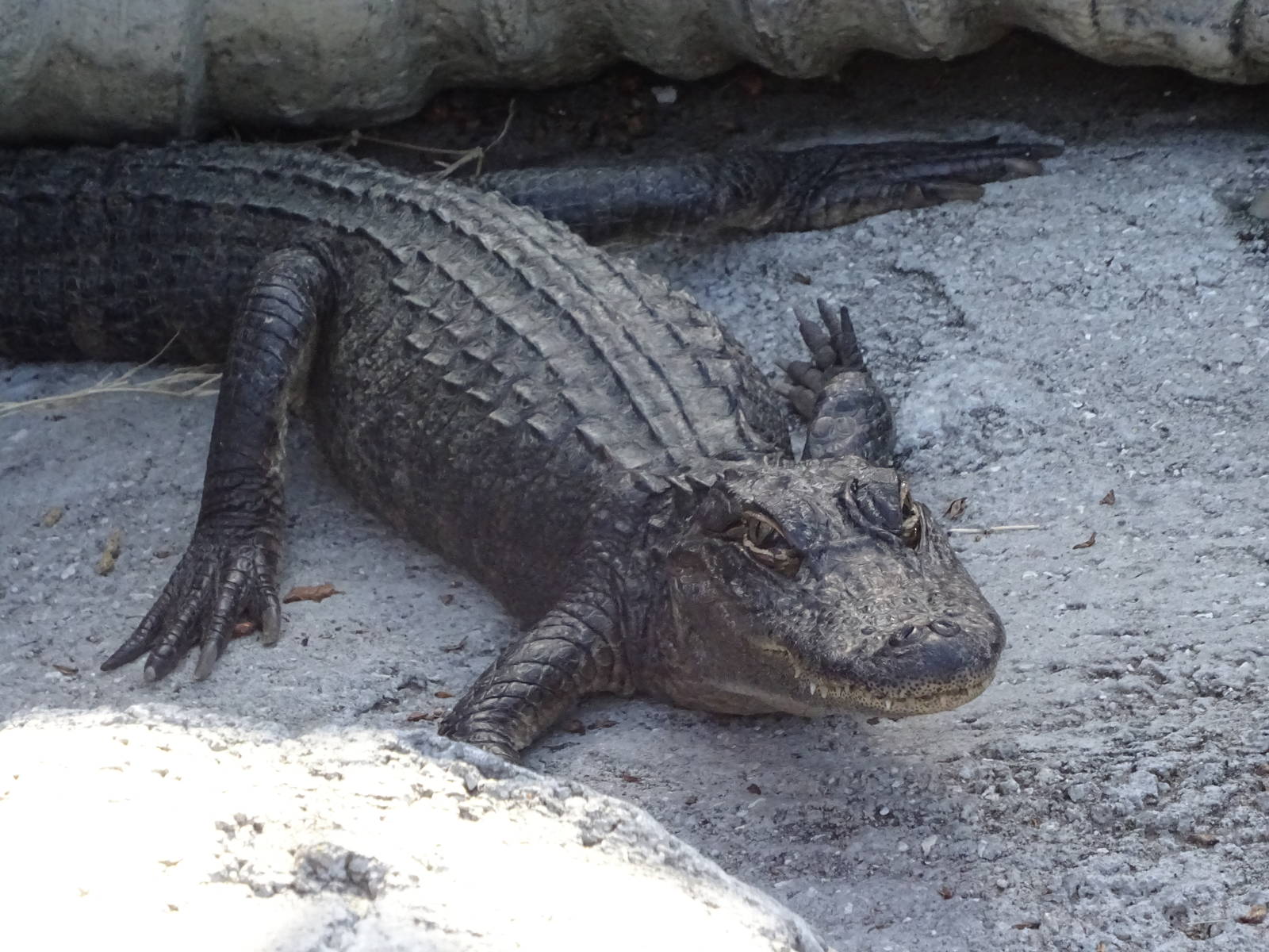 American Alligator at Gator Golf - 28/08/2014