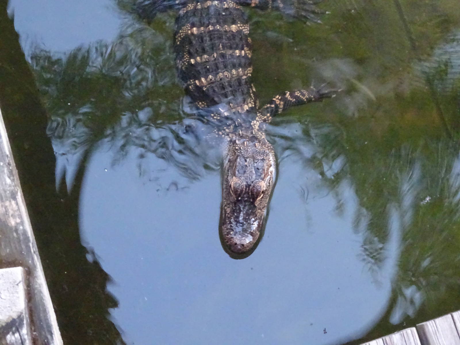 American Alligator at Gator Golf - 28/08/2014