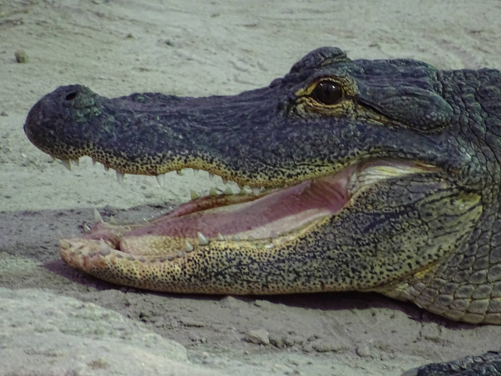 American Alligator at Gator Golf - 28/08/2014